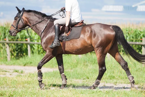 Cavaleiro galopante cavalo — Fotografia de Stock