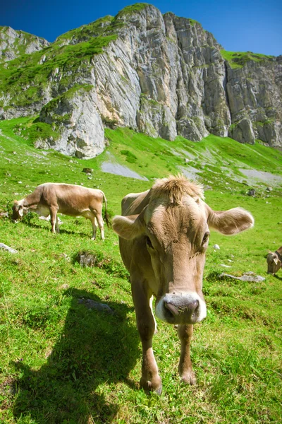 Vaca suiza marrón en los Alpes — Foto de Stock