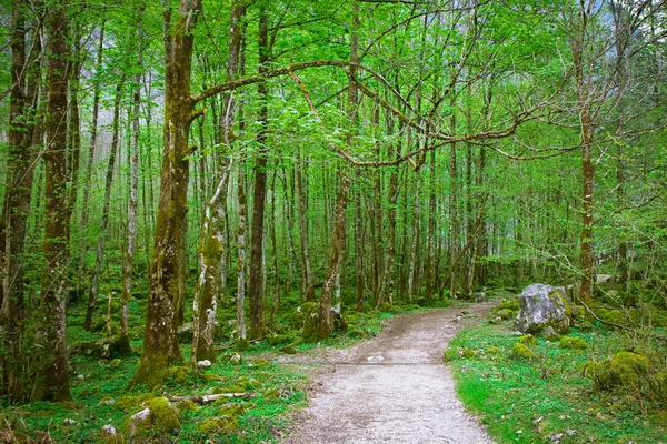 Зеленый лес с дорожкой — стоковое фото