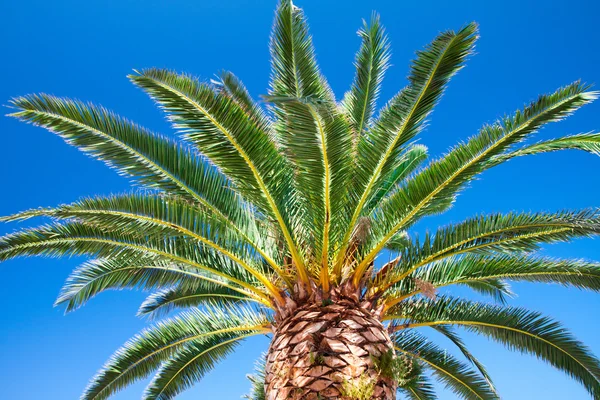 Mavi gökyüzünde palmiye ağacı — Stok fotoğraf