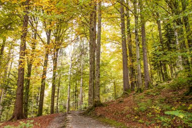 yolu düşünce brienz, İsviçre, bernese highlands hdr yakınındaki güzel sonbahar orman
