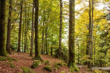 yolu düşünce brienz, İsviçre, bernese highlands hdr yakınındaki güzel sonbahar orman
