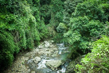 subtropikal rainforrest bahar çayı Milli Parkı, gold coast, Avustralya