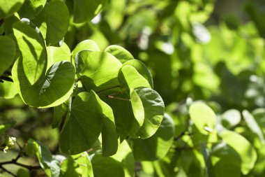 Judas ağacı (Cercis silikastrum)