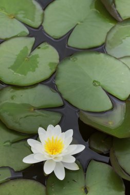 Beyaz su birikintisi lily