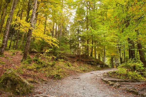 Pathway through the beautiful autumn forest near Brienz, Bernese Highlands, Switzerland, HDR — стоковое фото