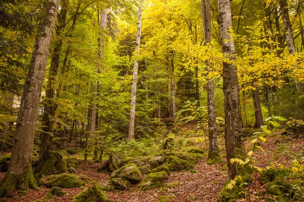 Pathway throught the beautiful autumn forest near Brienz, Bernese Highlands, Switzerland, HDR — Stock Photo, Image