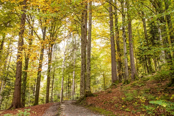 Pathway through the beautiful autumn forest near Brienz, Bernese Highlands, Switzerland, HDR — стоковое фото
