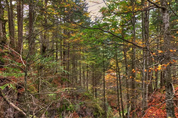 Cañón en el hermoso bosque de otoño, Alpes austríacos — Foto de Stock