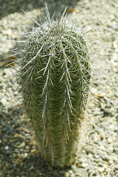 Detailní pohled na kaktus — Stock fotografie