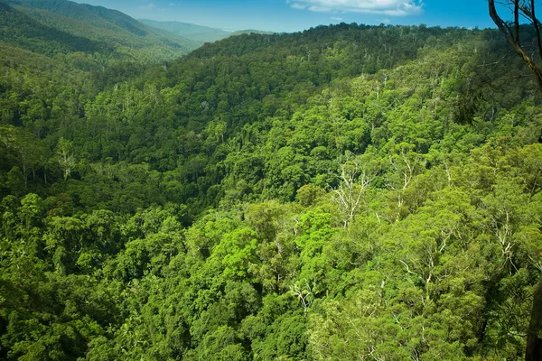Субтропические тропические леса в национальном парке Спрингбрук, Голд-Кост, Австралия — стоковое фото