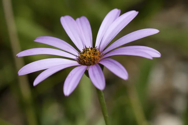 Rosa Osteospermum — Stockfoto