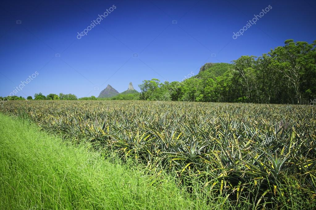 Pineapple field under the Glass House Mountains, Queensland, Australia