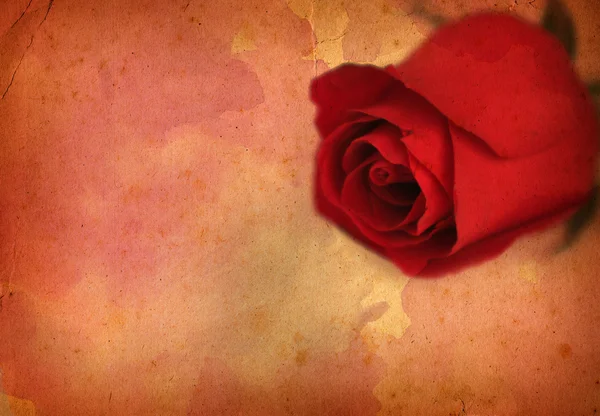 Rose - extra large old paper — Stock Photo, Image