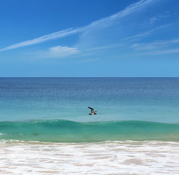 Fernando de Noronha - Uccello marino — Foto Stock