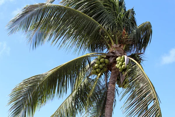 Кокосова? Дерево пальми — стокове фото