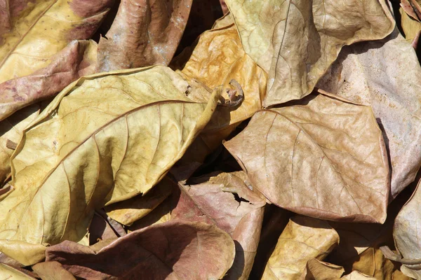 Folhas de Outono — Fotografia de Stock