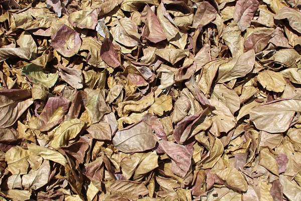 Sonbahar Yaprakları