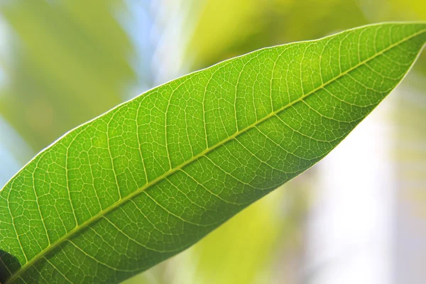 yeşil yaprak - arka plan