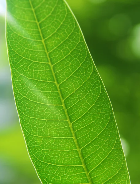 yeşil yaprak - arka plan