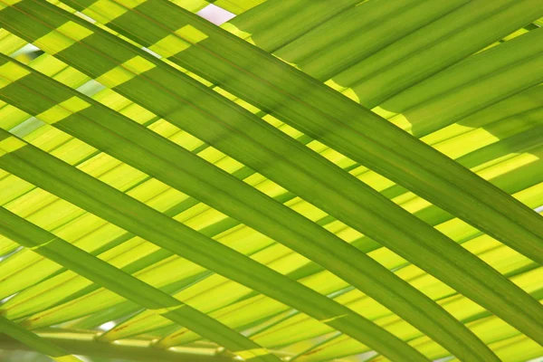 palmiye ağacı yaprak - arka plan