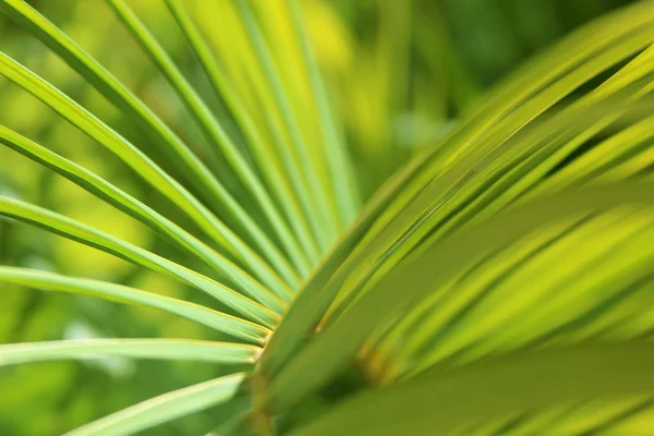 Palmenblatt - Hintergrund — Stockfoto