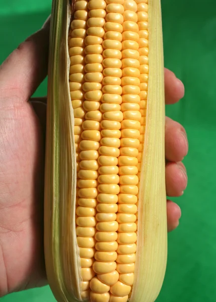 Mısır kulak - ayrıntı