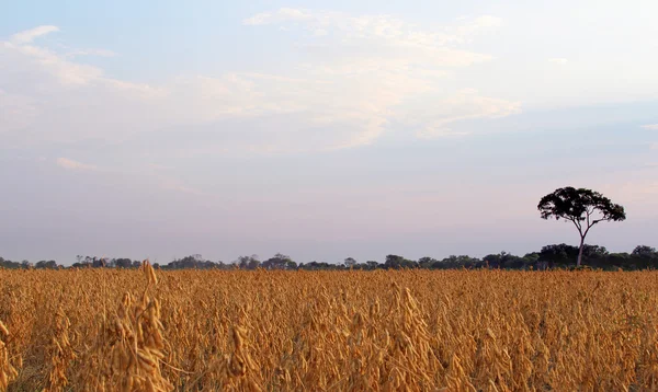 Soya fasulyesi — Stok fotoğraf