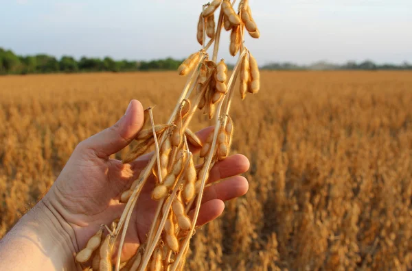 Soya fasulyesi — Stok fotoğraf