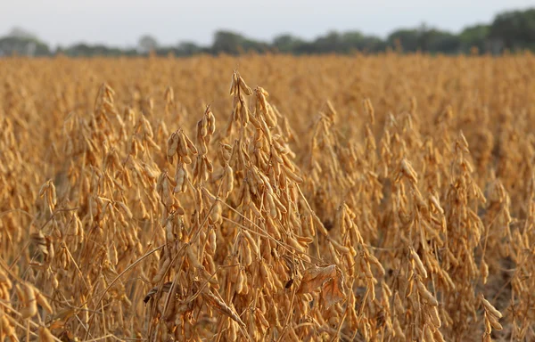 Soya fasulyesi — Stok fotoğraf