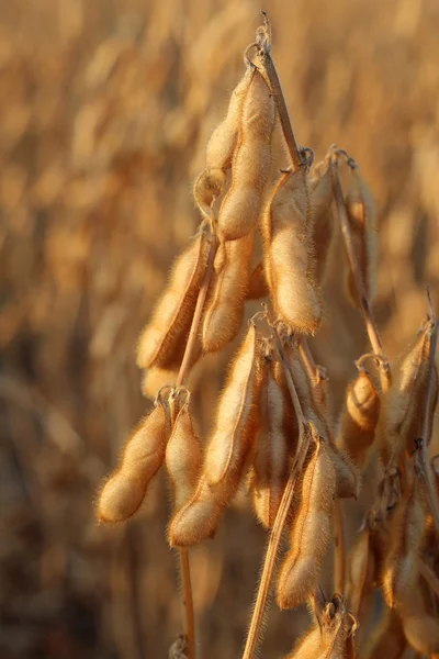 Soya fasulyesi — Stok fotoğraf