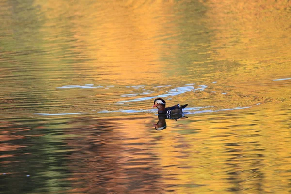 Mandarin duck — Stock Photo, Image