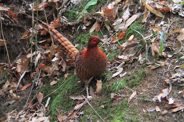 Faisán de cobre — Foto de Stock