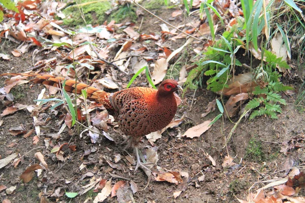 Copper Pheasant — Stock Photo, Image