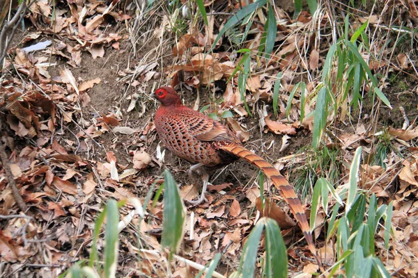 Copper Pheasant Stock Image