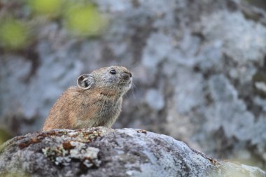 pika, rock tavşan, tavşan, ochotona hyperborea ıslık Kuzey