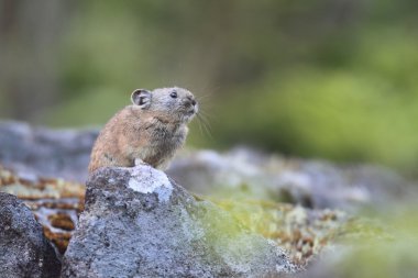 pika, rock tavşan, tavşan, ochotona hyperborea ıslık Kuzey