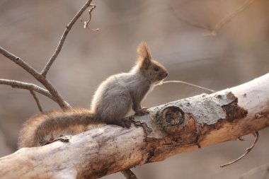 güzel yüz ya da whiptail kanguru yakınındaki bowen, queensland, Avustralya
