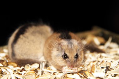 Japon yediuyuru glirulus japonicus