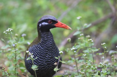 Okinawa demiryolu, Japonya