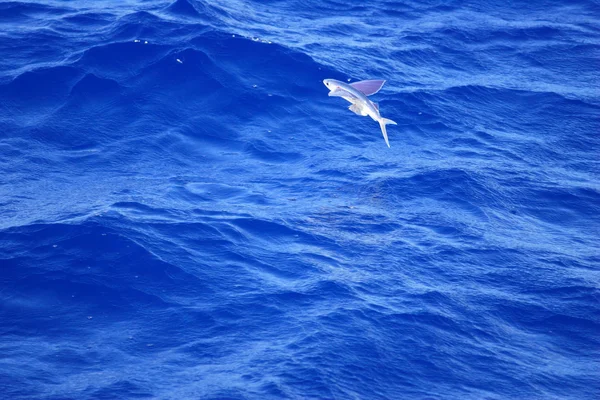 Flying fish — Stock Photo, Image