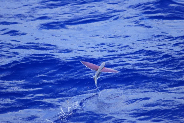 Flying fish — Stock Photo, Image