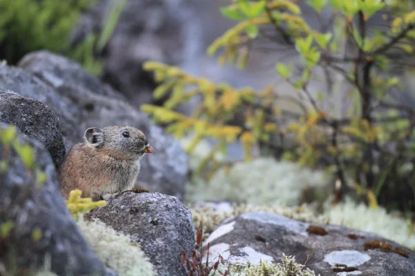 Northen Pika ,rock rabbit,whistling hare,Ochotona hyperborea — Stock Photo, Image