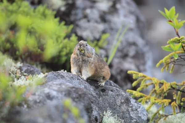 Northen Pika ,rock rabbit,whistling hare,Ochotona hyperborea — Stock Photo, Image