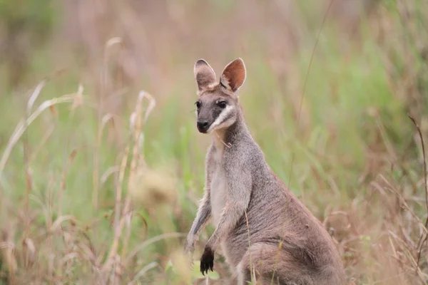 Pretty face or whiptail wallaby, near Bowen, Queensland, Australia — Stock Photo, Image