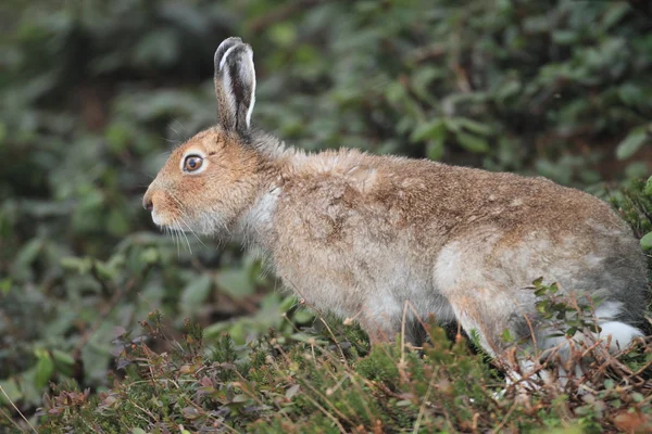 Mountain hare Lepus timidus ainu — Stock Photo, Image