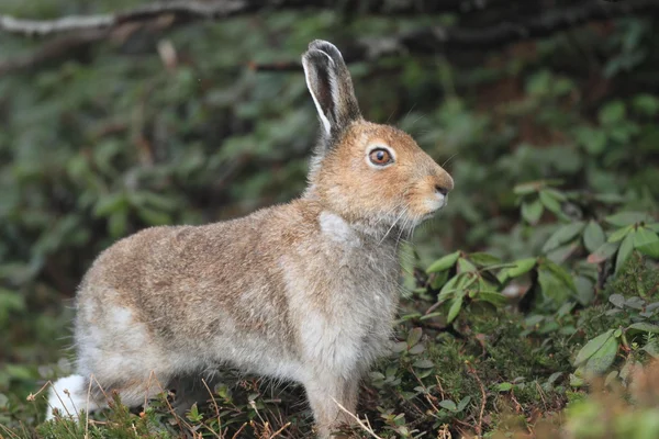 Mountain hare Lepus timidus ainu — Stock Photo, Image