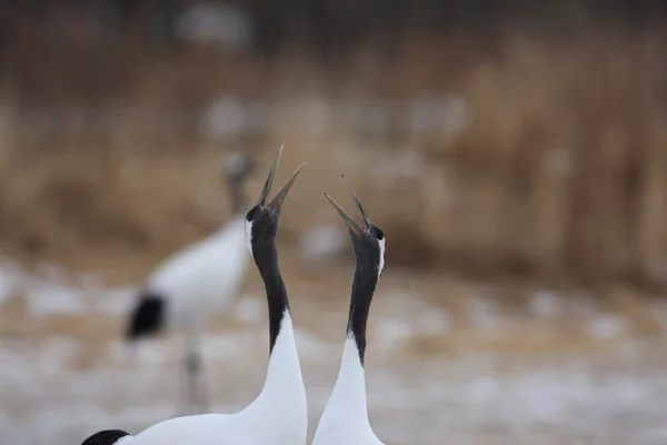 北海道のタンチョウ — ストック写真