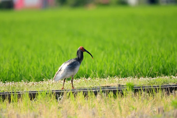 Tepeli Ibis Japonya nipponia nippon içinde