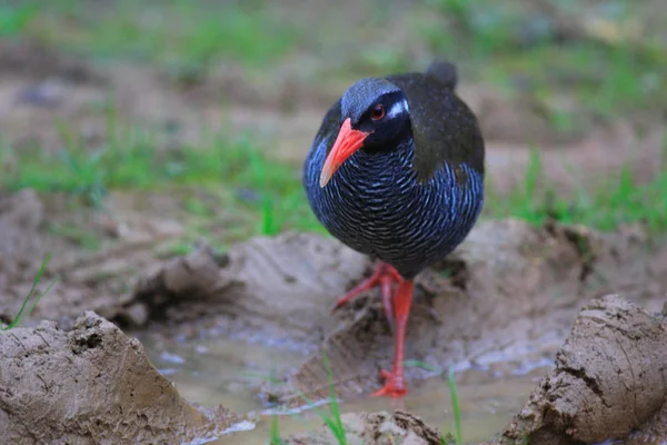 Okinawa rail in Japan — Stock Photo, Image